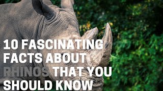 10 Fascinating Facts About Rhinos That You Should Know by Animal Globe 101 views 1 month ago 4 minutes, 38 seconds