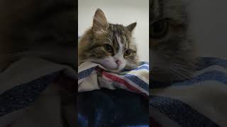 ゴキゲン過ぎて揺れる猫が可愛すぎたwww by スコまる。 352 views 3 months ago 1 minute, 18 seconds