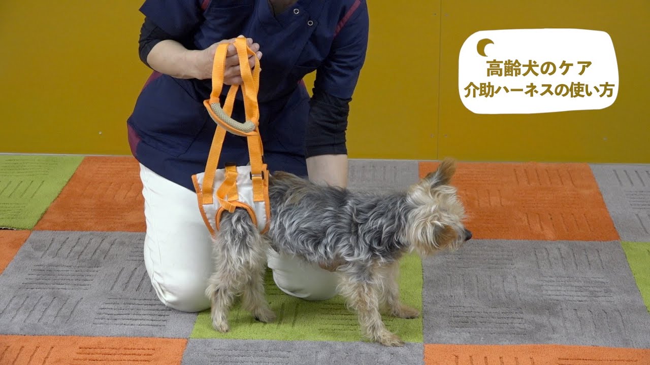 高齢犬のケア 介助ハーネスの使い方 - YouTube