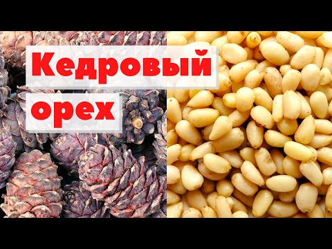 Видео: Откуда берутся кедровые орехи: сбор кедровых орехов из сосновых шишек