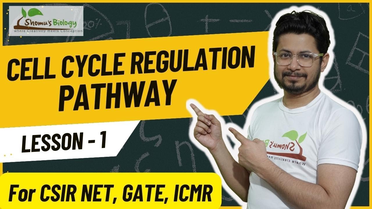 Cell cycle regulation CSIR NET | Regulation of cell cycle - YouTube