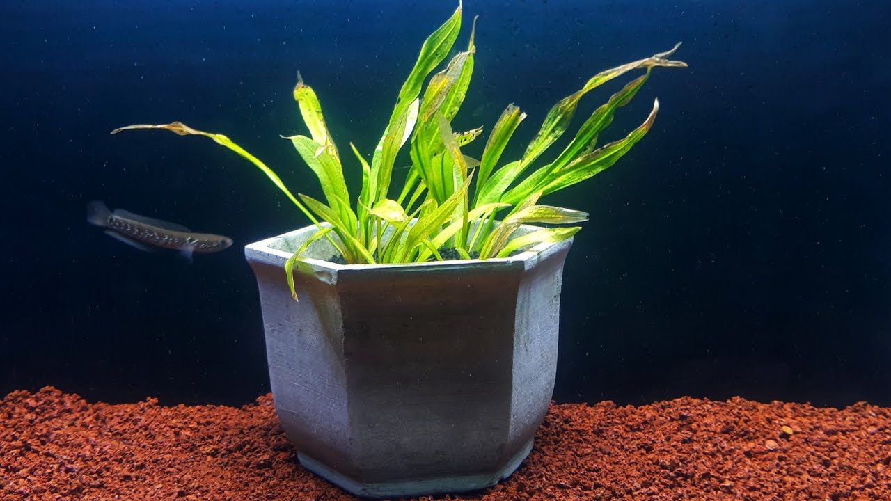 MEMELIHARA CHANNA ASIATICA RSWS / ASIATICA RS WS || awal ...