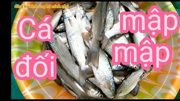 Lâu Lắm Rồi Mới Trở Lại Thả Lưới Cá Đối Được Nhiều Cá Ngon | Tập 82 | Một Cần Giờ