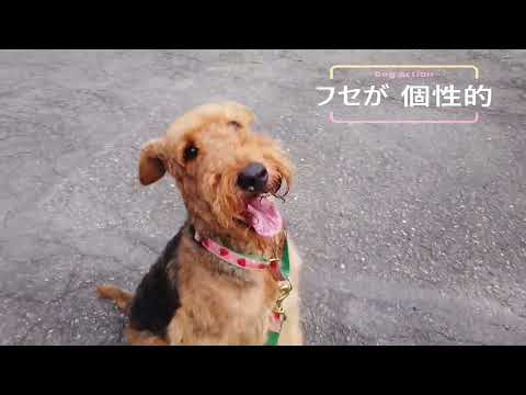 フセが個性的なエアデールテリア
