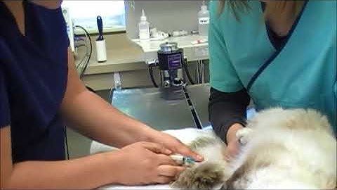 23  Venipuncture, Saphenous Cat