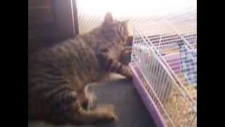 Corey The Cat Fighting With Flower The Rat!
My Cat Corey fighting with my girl rat which he is scared of! Corey The Cat Fighting With Flower The Rat!