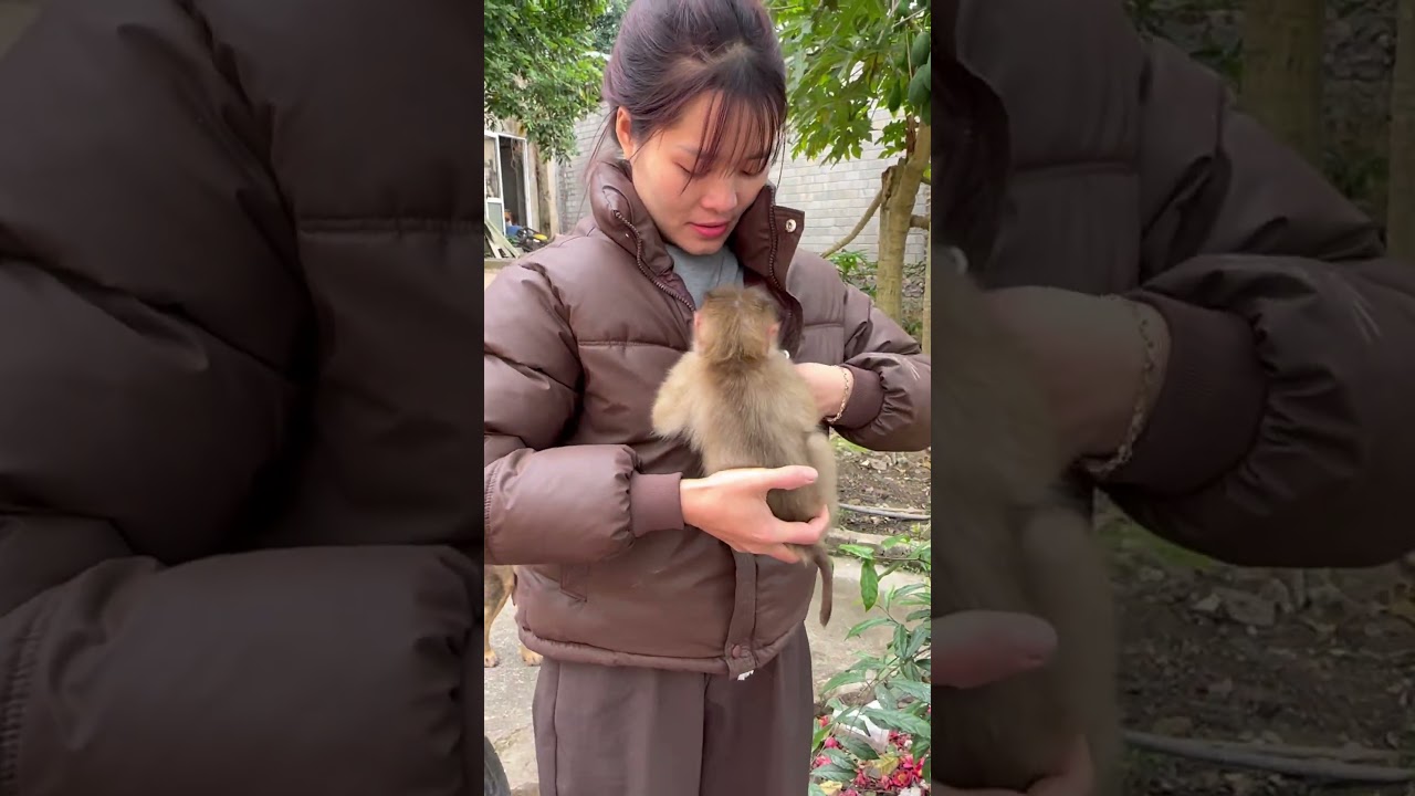 Baby monkey Bubu was sulking because he couldn't go out to play with his mother.