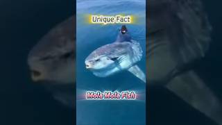 Download Lagu Mind-Blowing Facts About the Mola Mola You Never Knew! #uniquefact #molamola #fypシ゚ #shorts MP3