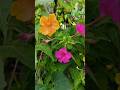 mirabilis 4 o'clock seeds collection #trending #viral #shorts #ytshorts #youtubeshorts #gardening