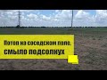 Промыло гербицид, смыло подсолнух. Подсолнух 2021, Запорожская область