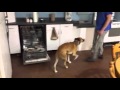 Dishwasher Surfing, How to Dog Training Dishwasher Surfing, How to Dog Training