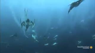 Cape Gannets & sardine baitball