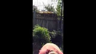 Hot Pepper Challenge feat. Crazy Dan