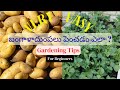 Grow More Potatoes with Less Effort!