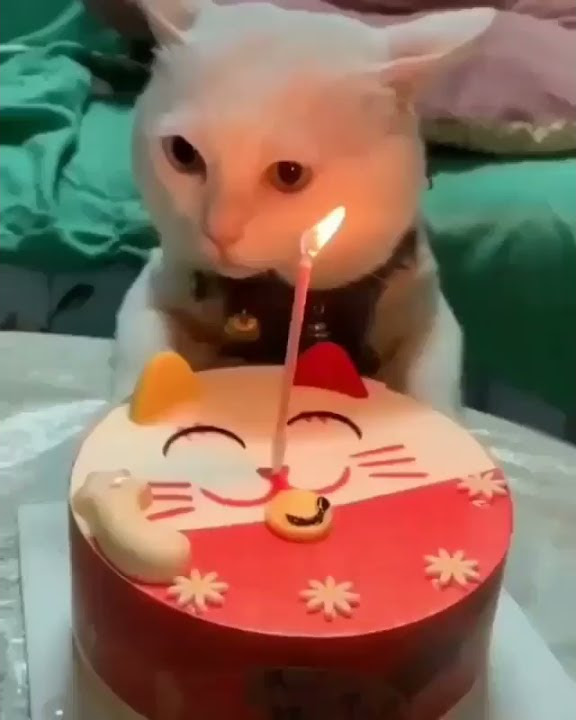 cats 2021