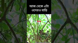 Munia birds(Finch) making NEST