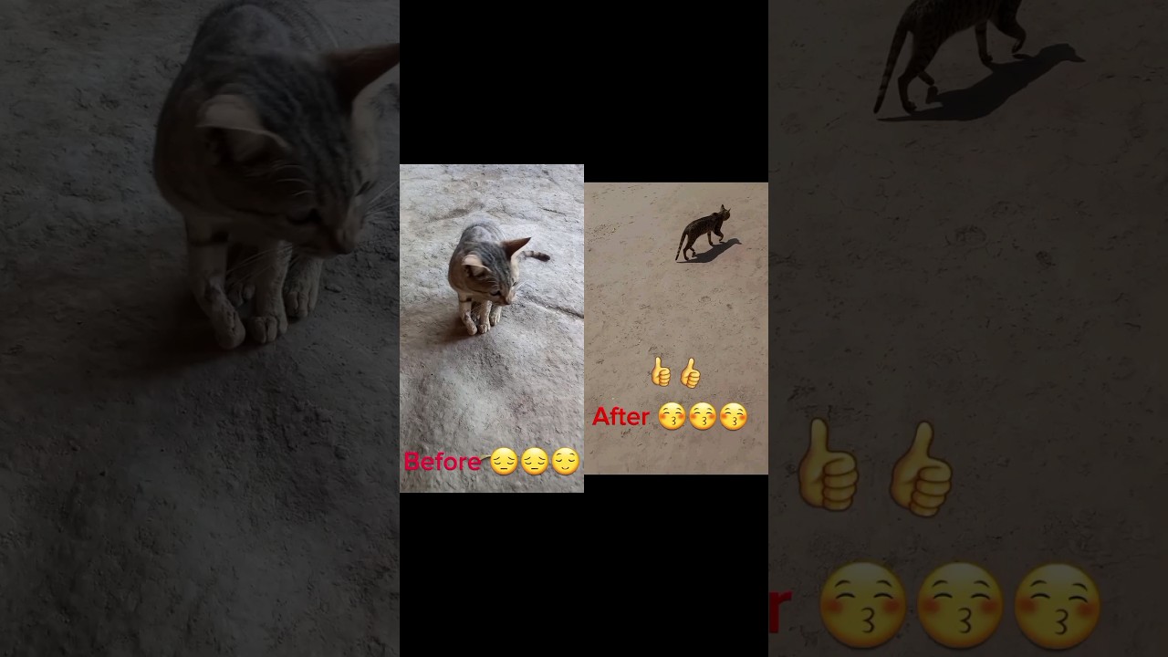 Helping of the injured cat🙀 | for more👉