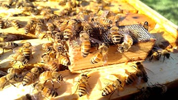 Introducing a Virgin Queen