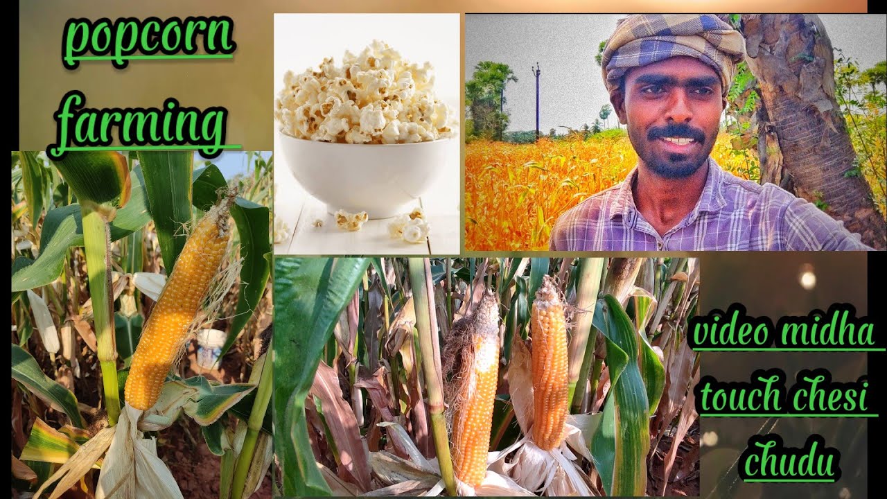 popcorn 🍿 farming popcorn mokkajonna farming of the population raviteja farming