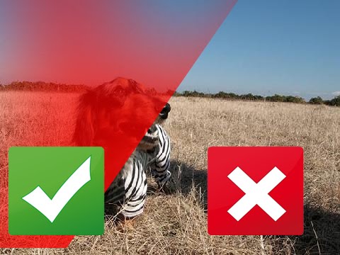 gregory and the hawk 5 Rare Diseases of Dogs