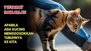 7 ISYARAT DARI ALLAH APABILA ADA KUCING MENGGOSOKKAN TUBUHNYA KE KITA