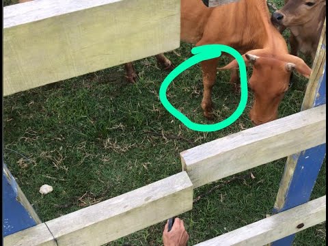 Video: Lembu Fistulated - Orang Suci Dunia Haiwan - Menyembuhkan Lembu Sakit Dengan Lembu Baik