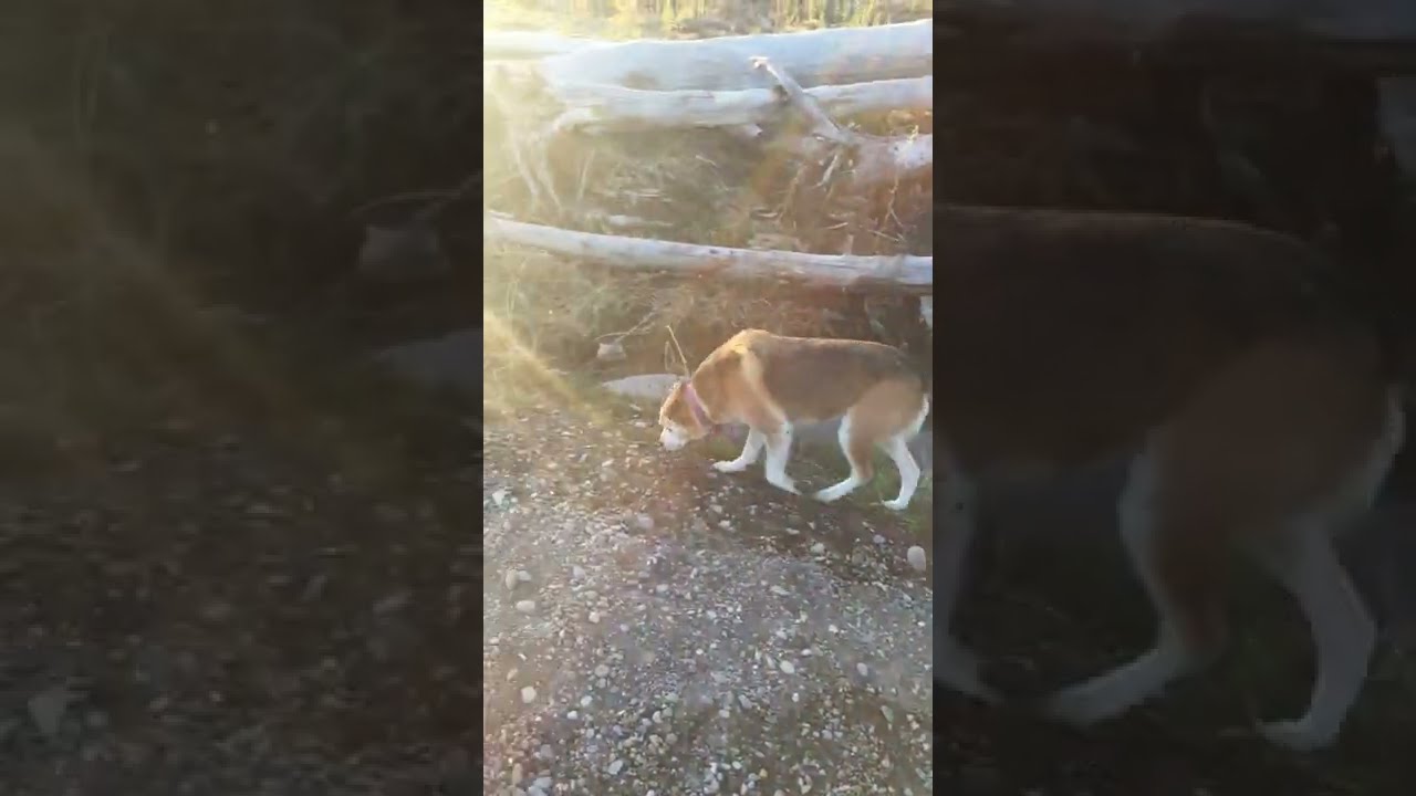 John Henry Blues Cover (Dobro/Harmonica) Music by Dave Owen YouTube