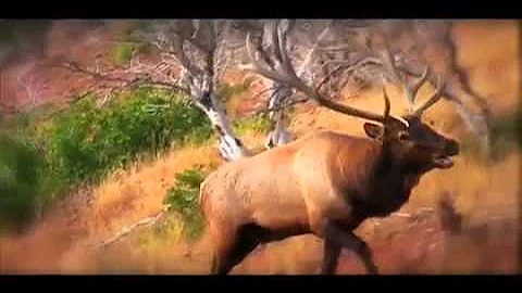 MossBack Legends of the Fall 3 Trailer