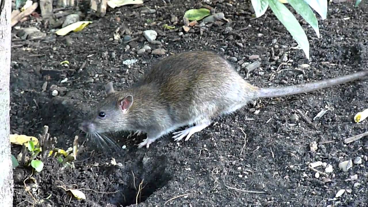 Feed a Pigeon Breed a Rat YouTube