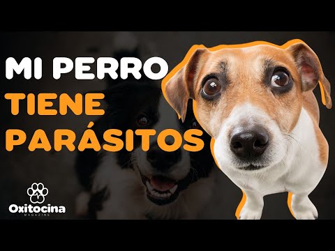 Video: Efectos secundarios de los perros que toman penicilamina