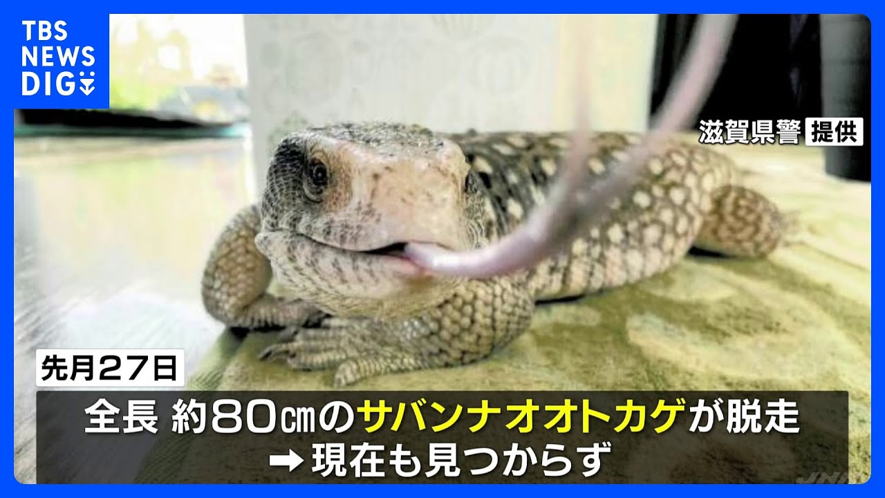 全長80センチ「サバンナオオトカゲ」が逃げ出す 部屋で“放し飼い