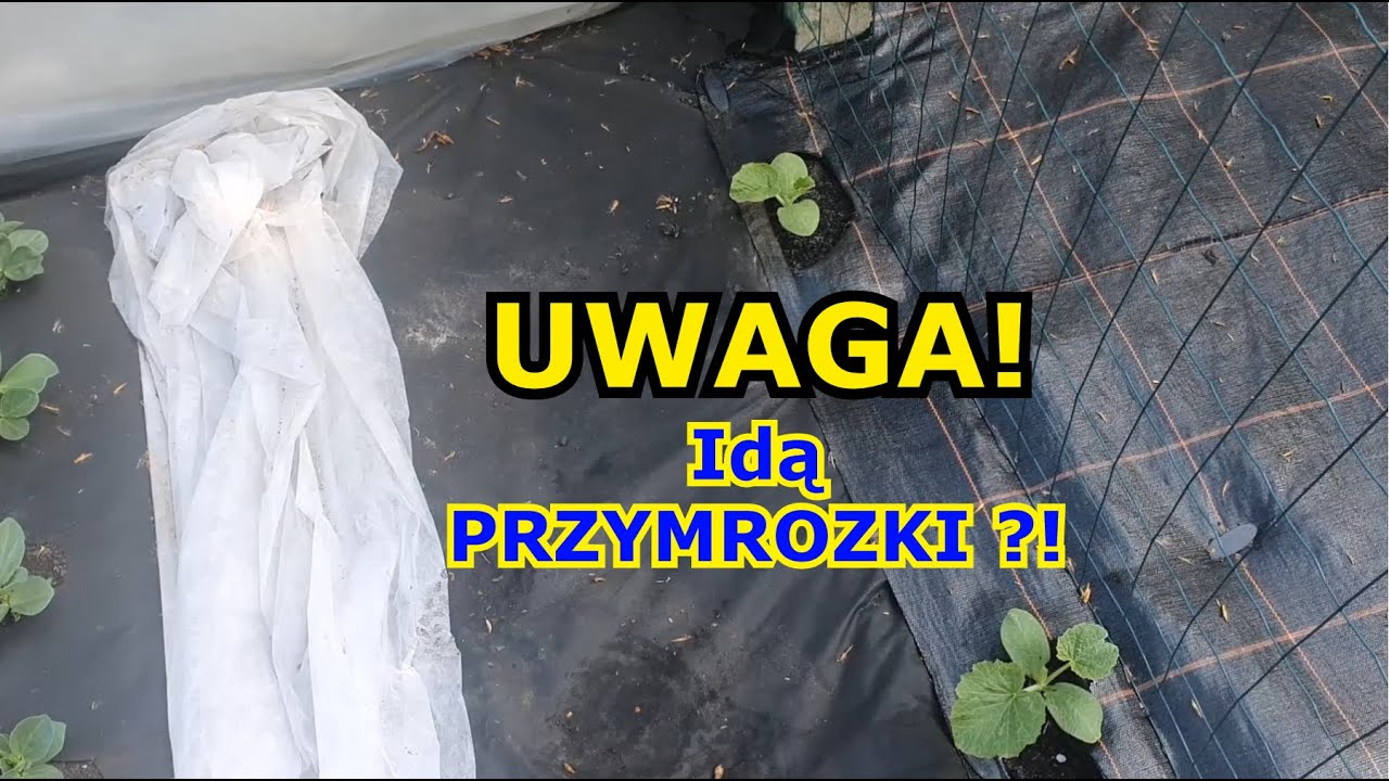 Idą PRZYMROZKI ?! Jak CHRONIĆ Rośliny przed Przymrozkami ? Zimna Zośka 2021