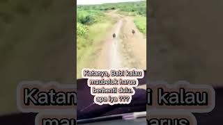 Babi Lari Kencang Gak Bisa Belok #shorts #viralvideo #babiberlari #animals #babilucu #humor #comedy