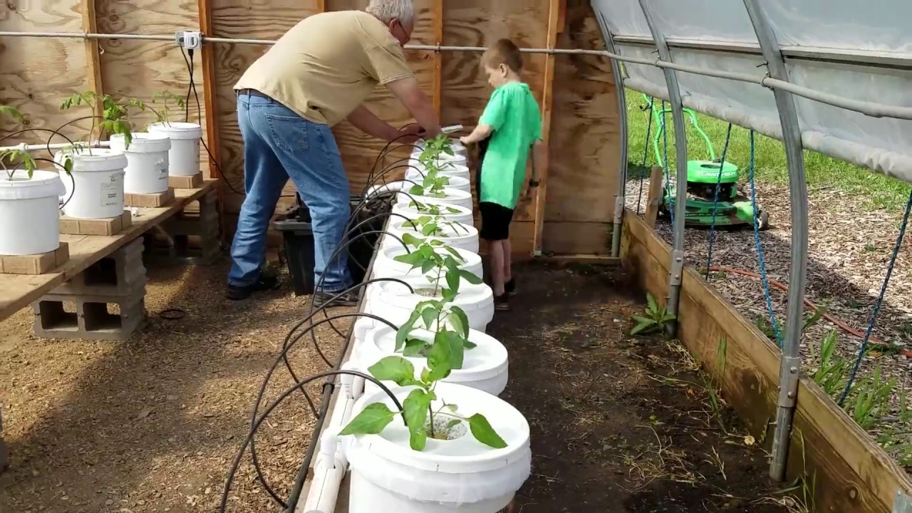 Transplanting Bell Peppers Into Dutch Buckets YouTube