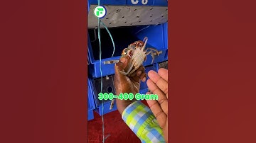 केकड़ा पालन में अनोखी कमाई 🦀🤯 Vertical Crabs Farming || Indian Farmer #shorts #indianfarmer