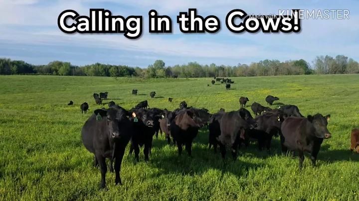 Calling in the Cows! | Black Angus | How to