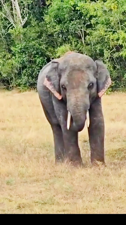 Alinam pissuwak ❤️#beautiful #elephant #beautifultravel #life #nature