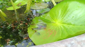 CHO CÁ BẢY MÀU RỒNG ĂN CÁM TRONG CHẬU XI MĂNG TRỒNG HOA SÚNG