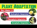 Plant Adaptation | Hydrophytic, Mesophytic and Xerophytic Adaptation