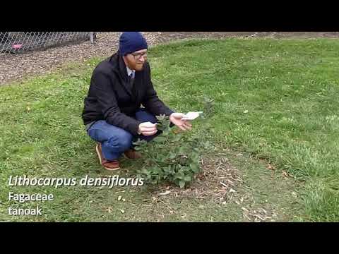 Video: Tanoak Evergreen Trees: Tanoak medžio faktai ir priežiūra