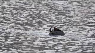 Perkoz Rdzwoszyi Red-Necked Grebe Podiceps Grisegena