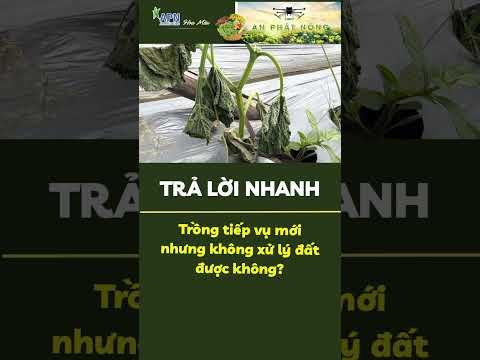 APN - Trồng tiếp vụ mới nhưng không xử lý đất được không? #apnhoamau