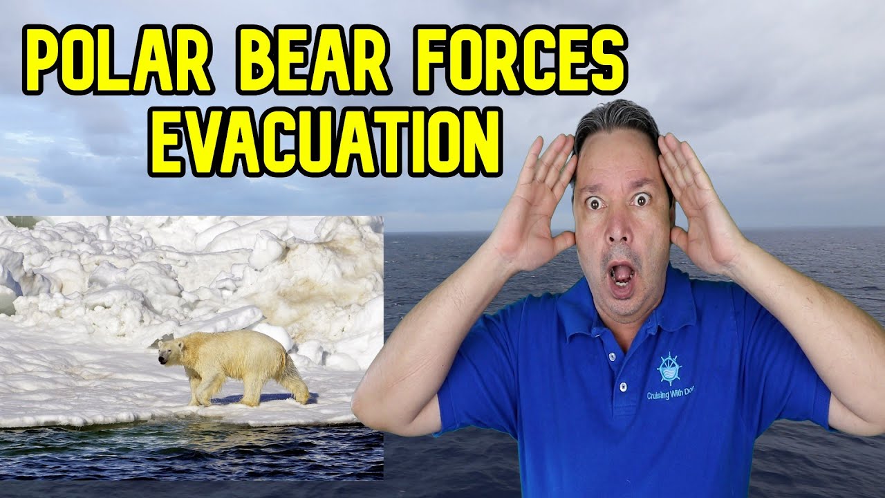 POLAR BEAR SENDS PASSENGRS SCRAMBLING BACK O THE SHIP