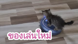 มีของเล่นใหม่#ปังปอนลูกแม่เกียง #แม่เกียงเลี้ยงแมวจร