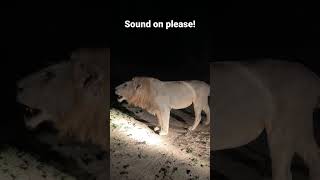 Hear what the lion king has to say! #safari #reel #reels #wildlife #rstyppa  #lionsound #lions