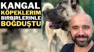 Kangal köpeklerim birbirlerinle fena boğduştu 🍀