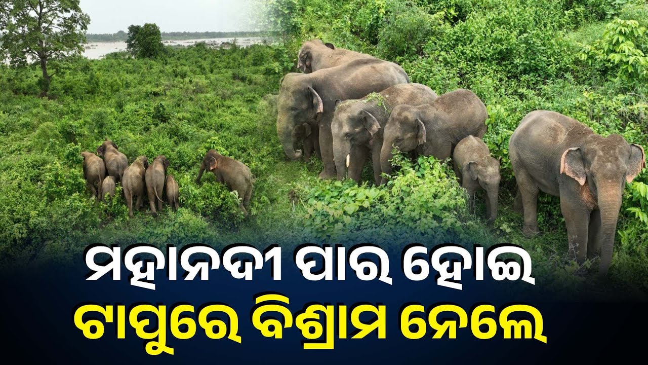 ହାତୀପଲ ନଦୀ ମଝିରେ ଥିବା କୁଲାରୀକୁଦ ଦୀପରେ ବିଶ୍ରାମ ନେଉଛନ୍ତି