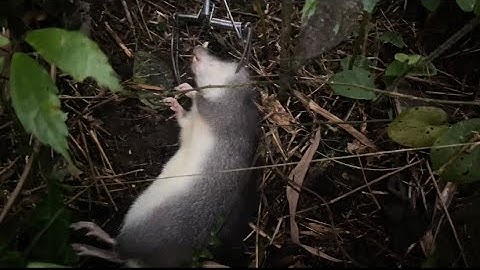 1 Ngày Đi Tham Bẫy Chuột Và Cái Kết