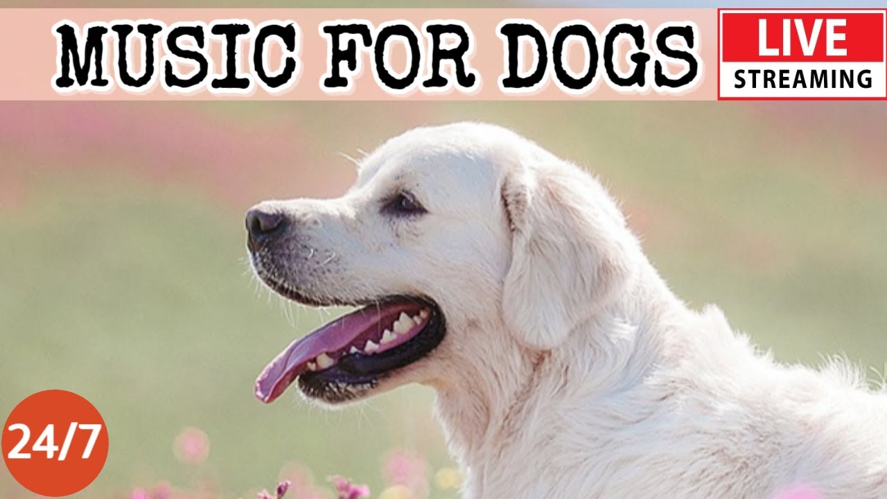 [LIVE] Dog Music🎵Relaxing Calming Music for Dogs🐶Separation anxiety relief music💖Dog Sleep Music🎵1-1
