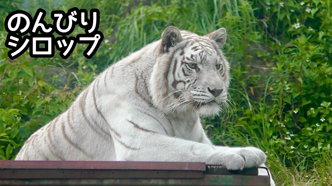 ドラカプ まとめ ウーロン、ジャッキー、桃白白、紫、タンバリン、猿